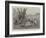 Lions, Which Had Destroyed Eight Asses, Shot at Sebungu-Poort, Bulawayo-null-Framed Giclee Print