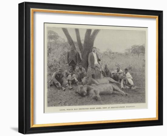 Lions, Which Had Destroyed Eight Asses, Shot at Sebungu-Poort, Bulawayo-null-Framed Giclee Print