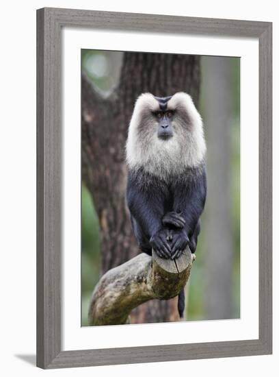 Liontail Macaque Male Sitting on Branch-null-Framed Photographic Print