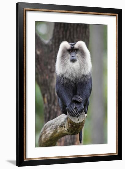 Liontail Macaque Male Sitting on Branch-null-Framed Photographic Print