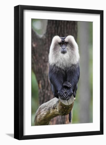 Liontail Macaque Male Sitting on Branch-null-Framed Photographic Print