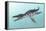 Liopleurodon Marine Reptile, Artwork-Richard Bizley-Framed Premier Image Canvas