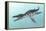 Liopleurodon Marine Reptile, Artwork-Richard Bizley-Framed Premier Image Canvas