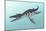 Liopleurodon Marine Reptile, Artwork-Richard Bizley-Mounted Photographic Print