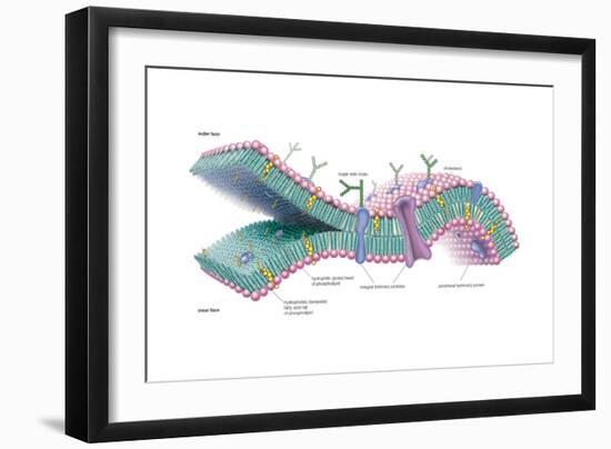 Lipid Bilayer, Plasma Membrane, Phospholipid, Biochemistry, Cholesterol, Biology-Encyclopaedia Britannica-Framed Art Print
