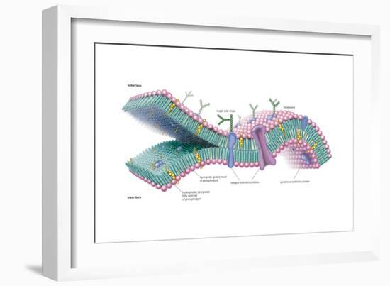 Lipid Bilayer, Plasma Membrane, Phospholipid, Biochemistry, Cholesterol, Biology-Encyclopaedia Britannica-Framed Art Print