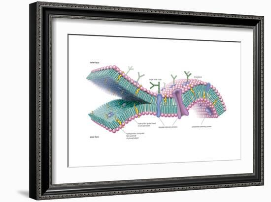 Lipid Bilayer, Plasma Membrane, Phospholipid, Biochemistry, Cholesterol, Biology-Encyclopaedia Britannica-Framed Art Print