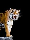 Bengal Tiger-Lipik-Photographic Print