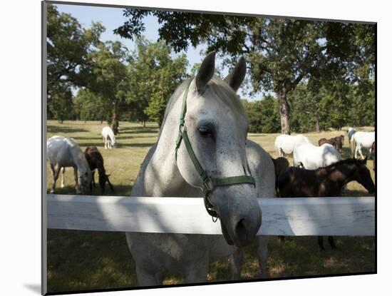 Lipizaner Horses in the World Famous Lipizaner Horses Farm, Lipica, Slovenia, Europe-Angelo Cavalli-Mounted Photographic Print