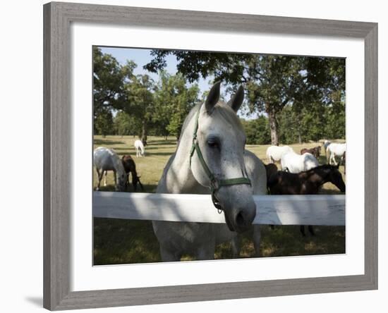 Lipizaner Horses in the World Famous Lipizaner Horses Farm, Lipica, Slovenia, Europe-Angelo Cavalli-Framed Photographic Print