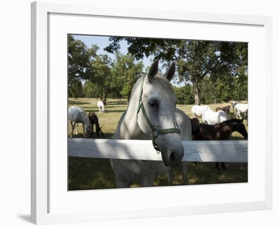 Lipizaner Horses in the World Famous Lipizaner Horses Farm, Lipica, Slovenia, Europe-Angelo Cavalli-Framed Photographic Print