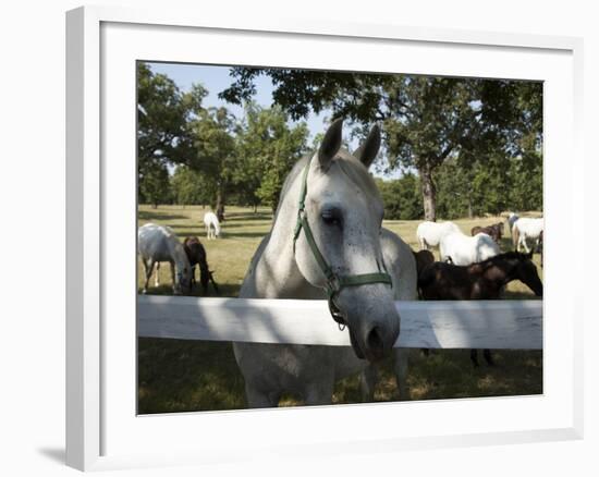 Lipizaner Horses in the World Famous Lipizaner Horses Farm, Lipica, Slovenia, Europe-Angelo Cavalli-Framed Photographic Print