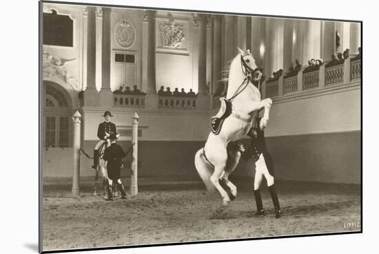 Lipizzaner, Vienna, Austria-null-Mounted Art Print