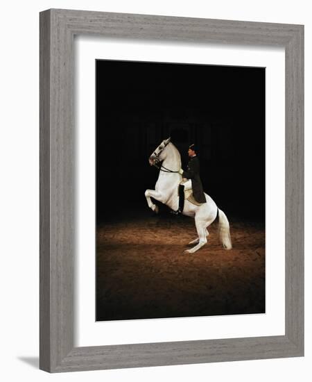 Lipizzaners in figures of the High School: Pluto Palmira performing a courbette.-Erich Lessing-Framed Giclee Print