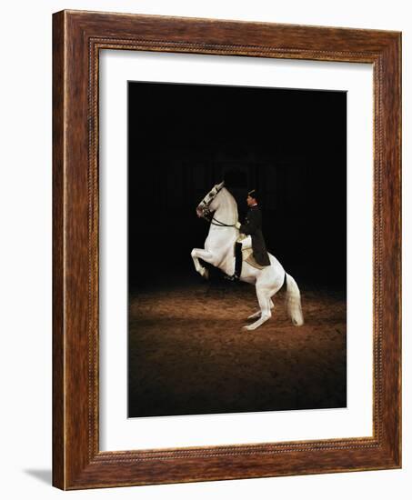 Lipizzaners in figures of the High School: Pluto Palmira performing a courbette.-Erich Lessing-Framed Giclee Print