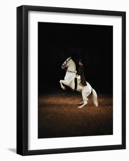 Lipizzaners in figures of the High School: Pluto Palmira performing a courbette.-Erich Lessing-Framed Giclee Print