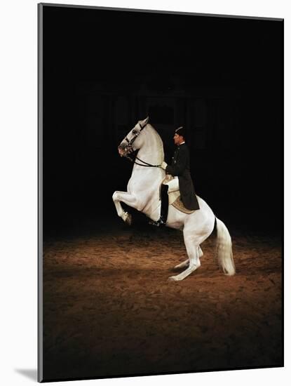 Lipizzaners in figures of the High School: Pluto Palmira performing a courbette.-Erich Lessing-Mounted Giclee Print