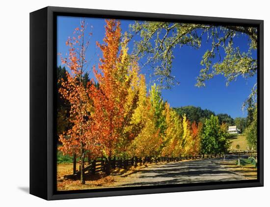 Liquidambar Trees in Autumn, Healdsburg, Sonoma County, California, USA-null-Framed Premier Image Canvas