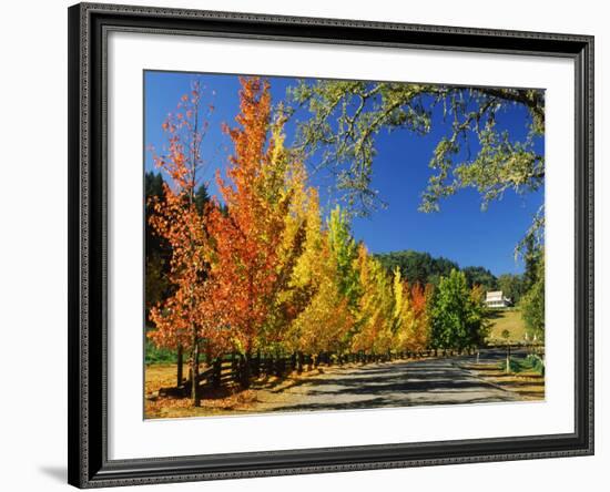 Liquidambar Trees in Autumn, Healdsburg, Sonoma County, California, USA-null-Framed Photographic Print