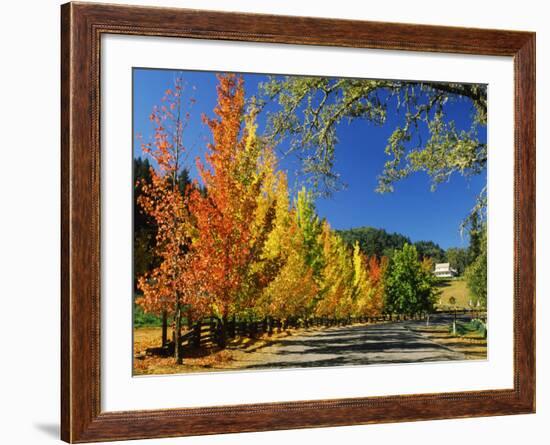 Liquidambar Trees in Autumn, Healdsburg, Sonoma County, California, USA-null-Framed Photographic Print