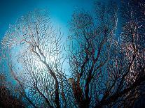 Reef Scene with Sea Fan, St. Lucia, West Indies, Caribbean, Central America-Lisa Collins-Photographic Print