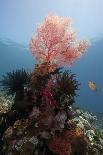 Fan Coral and Sunburst, St. Lucia, West Indies, Caribbean, Central America-Lisa Collins-Photographic Print