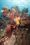 Reef Scene with Soldier Fish, Dominica, West Indies, Caribbean, Central America-Lisa Collins-Framed Premier Image Canvas