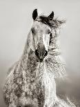 Wild Horses-Lisa Dearing-Art Print