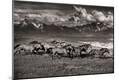 Photographic Print