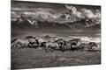 Photographic Print