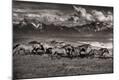 Photographic Print