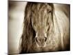 Premium Photographic Print