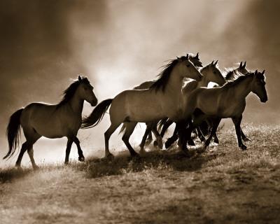 Reneades By Lisa Dearing Horses Western Print 36x17