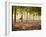 Lisa Eaton Practices Tree Pose in a Rubber Tree Plantation -Chiang Dao, Thaialand-Dan Holz-Framed Photographic Print