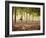 Lisa Eaton Practices Tree Pose in a Rubber Tree Plantation -Chiang Dao, Thaialand-Dan Holz-Framed Photographic Print