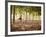 Lisa Eaton Practices Tree Pose in a Rubber Tree Plantation -Chiang Dao, Thaialand-Dan Holz-Framed Photographic Print