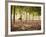 Lisa Eaton Practices Tree Pose in a Rubber Tree Plantation -Chiang Dao, Thaialand-Dan Holz-Framed Photographic Print