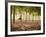 Lisa Eaton Practices Tree Pose in a Rubber Tree Plantation -Chiang Dao, Thaialand-Dan Holz-Framed Photographic Print