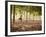 Lisa Eaton Practices Tree Pose in a Rubber Tree Plantation -Chiang Dao, Thaialand-Dan Holz-Framed Photographic Print