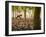 Lisa Eaton Takes Her Yoga Practice to a Rubber Tree Plantation in Chiang Dao, Thaialand-Dan Holz-Framed Photographic Print