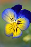 Blue and yellow pansy, USA-Lisa Engelbrecht-Photographic Print