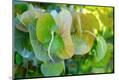 Premium Photographic Print