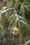 Gold glass Christmas ornament on evergreen tree with snow on branches, Bamberg, Germany-Lisa Engelbrecht-Photographic Print