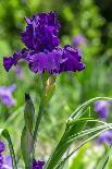 Purple bearded iris-Lisa Engelbrecht-Photographic Print