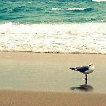 Seagull on Beach-Lisa Hill Saghini-Photographic Print
