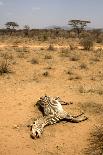 Dead Grevy's Zebra (Equus Grevyi) Most Likely the Result of the Worst Drought (2008-2009)-Lisa Hoffner-Photographic Print
