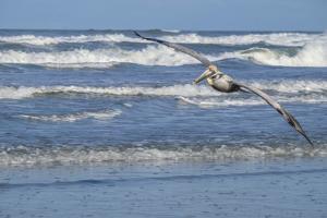 New Smyrna Beach Fl Photography Art Prints Paintings Posters Wall Art Art Com