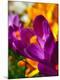 Premium Photographic Print