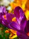 Premium Photographic Print