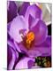 Premium Photographic Print